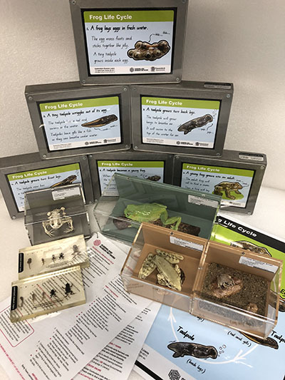 Amphibian Life Cycles #6 Museum Kit