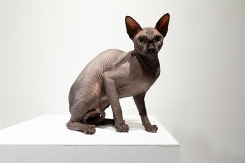 Cats.jpg