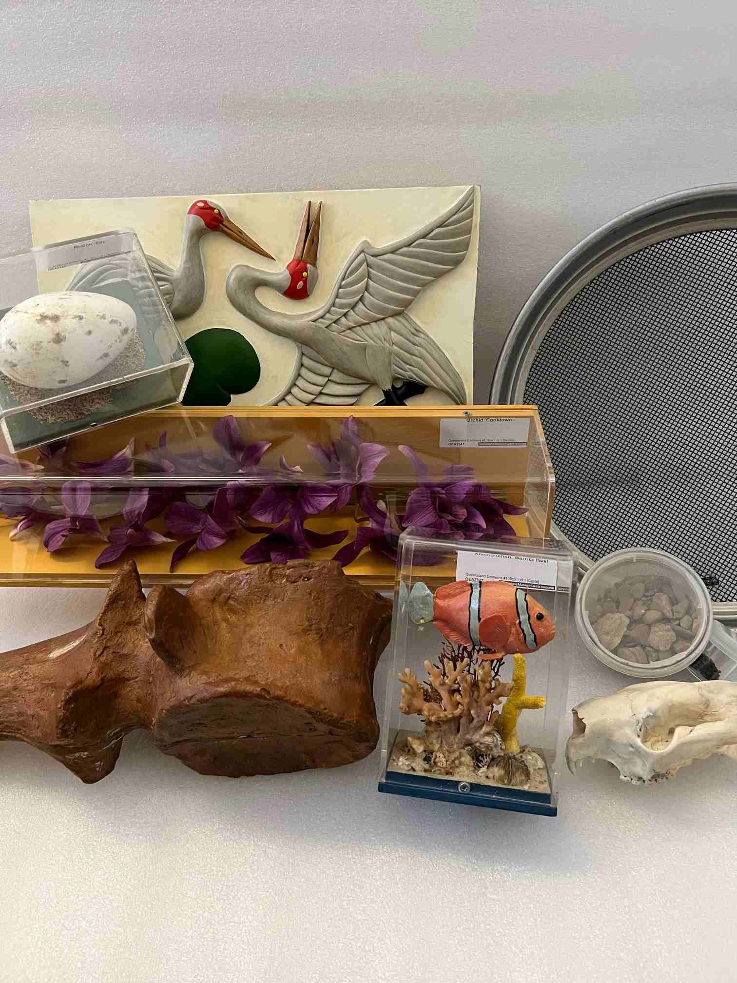 Queensland Emblems #6 Museum Kit